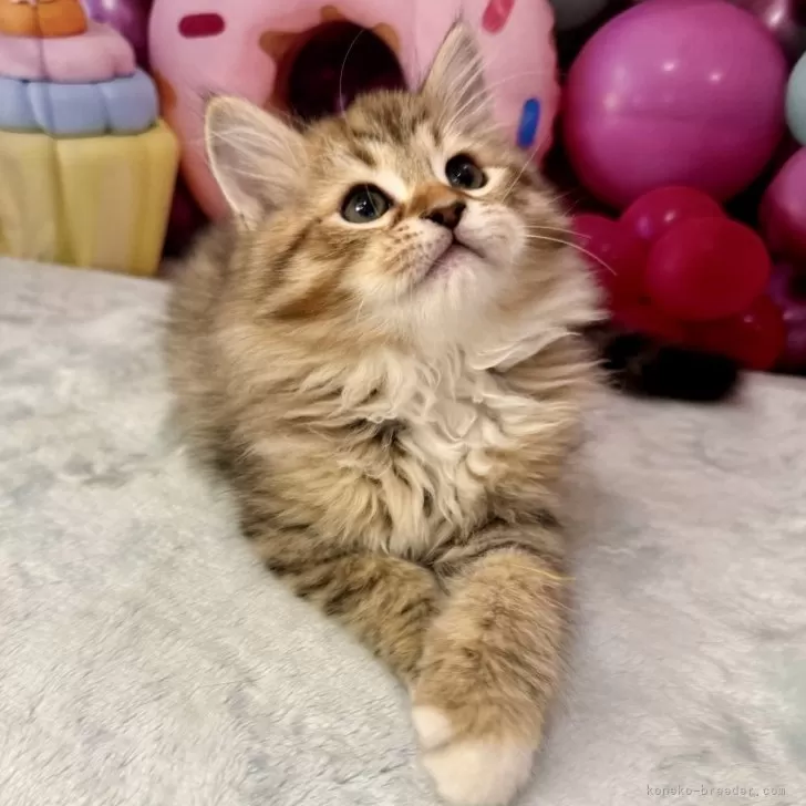 ID:2502-00753の子猫