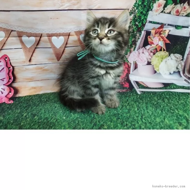 ID:2505-01743の子猫