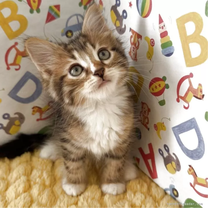 ID:2507-00570の子猫