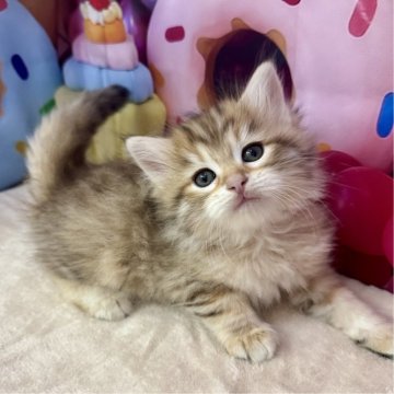 サイベリアン【大阪府・男の子・2025年3月18日・ブラックコリンマッカレルタビー】の写真「イケメンくん👑」