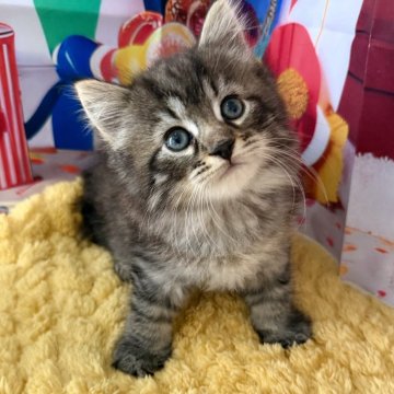 サイベリアン【大阪府・男の子・2025年9月1日・ブラウンマッカレルタビー】の写真「イケメンくん👑」