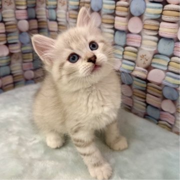 サイベリアン【大阪府・男の子・2025年3月18日・ブルーリンクスポイント&ホワイト】の写真「イケメンくん👑」