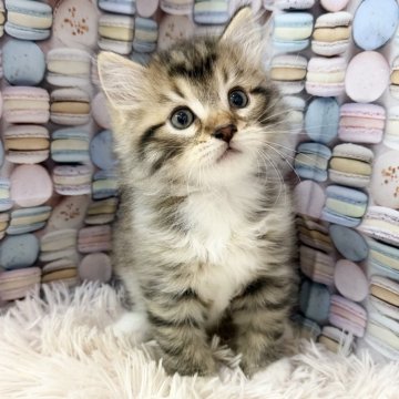 サイベリアン【大阪府・男の子・2025年9月20日・ブラウンマッカレルタビー&ホワイト】の写真「イケメンくん👑」