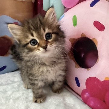 サイベリアン【大阪府・男の子・2025年1月4日・ブラウンマッカレルタビー】の写真「イケメンくん👑」
