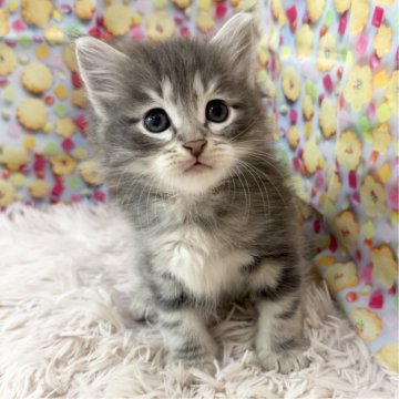 サイベリアン【大阪府・男の子・2025年5月3日・ブルークラッシックタビー】の写真「イケメンくん👑」