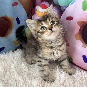 サイベリアン【大阪府・男の子・2025年5月4日・ブラウンマッカレルタビー】の写真「イケメンくん👑」