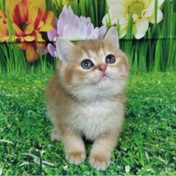 ブリティッシュショートヘア【大阪府・女の子・2025年9月25日・ブラックゴールデンシェーデッド】の写真「人懐っこいおてんばサン」