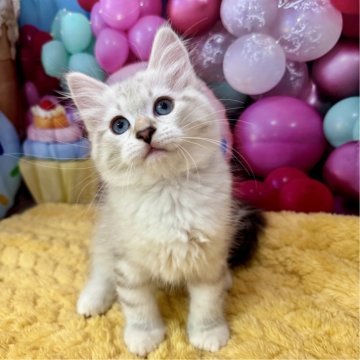 サイベリアン【大阪府・男の子・2025年3月18日・ブルーリンクスポイント&ホワイト】の写真「甘えん坊さん♪」
