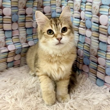 サイベリアン【大阪府・女の子・2025年6月6日・ブラウンマッカレルタビー】の写真「抱っこだ〜い好き甘えん坊さん♫」