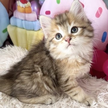 サイベリアン【大阪府・男の子・2025年7月7日・ブラウンマッカレルタビー】の写真「イケメンくん👑」