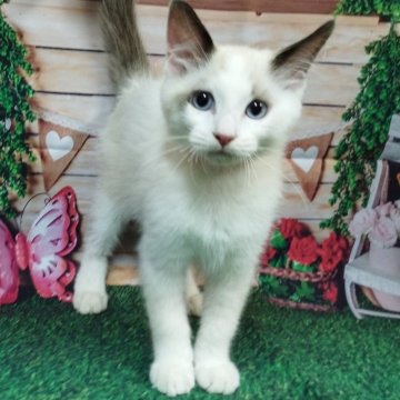 ラグドール【大阪府・男の子・2025年9月20日・シールポイントバイカラー（　）】の写真「ちょっとやんちゃな男の子」