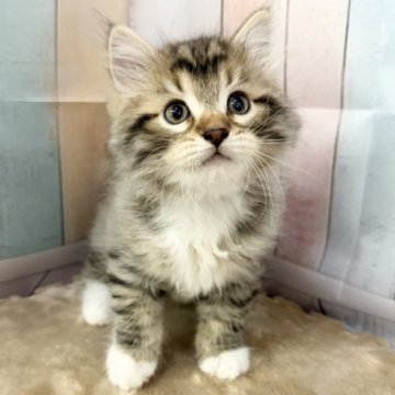 サイベリアン【大阪府・男の子・2025年9月20日・ブラウンマッカレルタビー&ホワイト】の写真「イケメンくん👑」