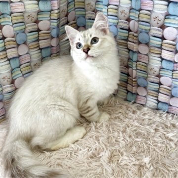 サイベリアン【大阪府・男の子・2025年3月18日・ブルーリンクスポイント&ホワイト】の写真「甘えん坊さん♪」
