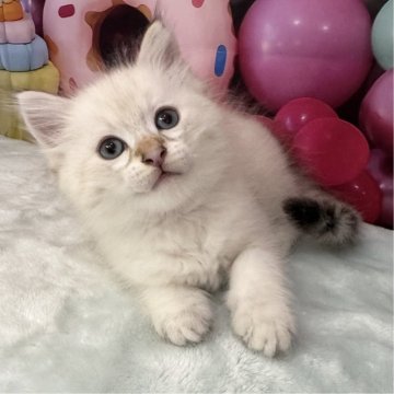 サイベリアン【大阪府・男の子・2025年4月14日・ブルーリンクスポイント】の写真「イケメンくん👑」