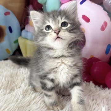 サイベリアン【大阪府・男の子・2025年5月3日・ブルークラッシックタビー】の写真「イケメンくん👑」