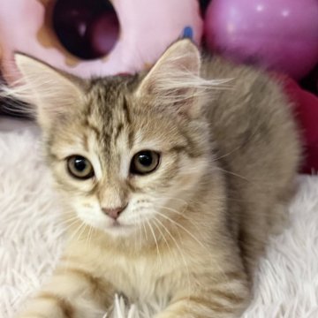 サイベリアン【大阪府・女の子・2025年6月6日・ブラウンマッカレルタビー】の写真「抱っこだ〜い好き甘えん坊さん♫」