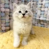 サイベリアン