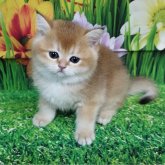 ブリティッシュショートヘア