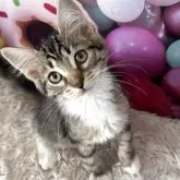 サイベリアン