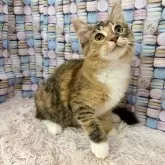 サイベリアン
