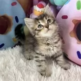 サイベリアン