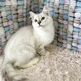 サイベリアン