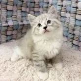 サイベリアン