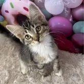 サイベリアン