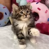 サイベリアン【大阪府・男の子・2024年12月13日・ブラウンクラッシックタビー&ホワイト】の写真1