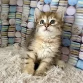 サイベリアン