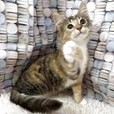 サイベリアン