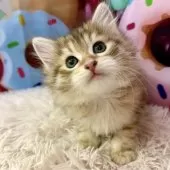 サイベリアン【大阪府・女の子・2025年10月3日・ブラウンマッカレルタビー】の写真2