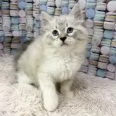 サイベリアン【大阪府・女の子・2025年8月9日・ブルーリンクスポイント&ホワイト】の写真2