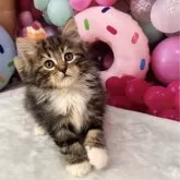 サイベリアン【大阪府・男の子・2024年12月13日・ブラウンクラッシックタビー&ホワイト】の写真2