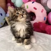 サイベリアン【大阪府・男の子・2024年12月13日・ブラウンクラッシックタビー&ホワイト】の写真3