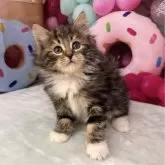 サイベリアン【大阪府・男の子・2024年12月13日・ブラウンクラッシックタビー&ホワイト】の写真4