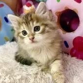 サイベリアン【大阪府・女の子・2025年10月3日・ブラウンマッカレルタビー】の写真4