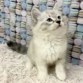 サイベリアン【大阪府・女の子・2025年8月9日・ブルーリンクスポイント&ホワイト】の写真5