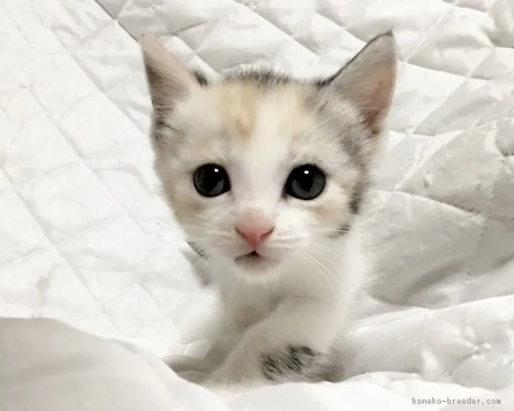 ID：1809-00216の子猫