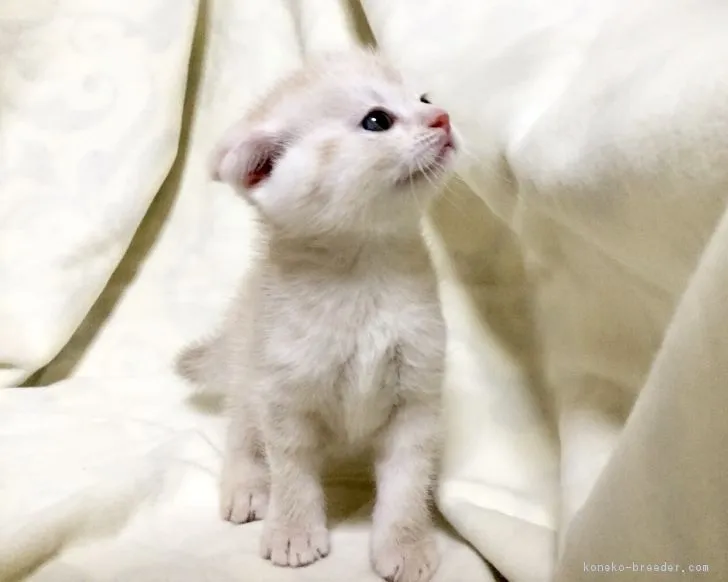 ID：1804-00349の子猫