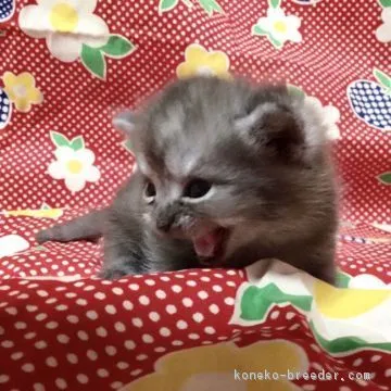 ID：1709-00186の子猫