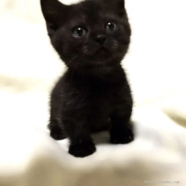 ID:1911-01154の子猫