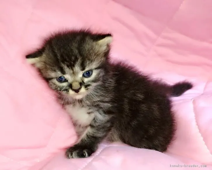 ID:1608-00863の子猫
