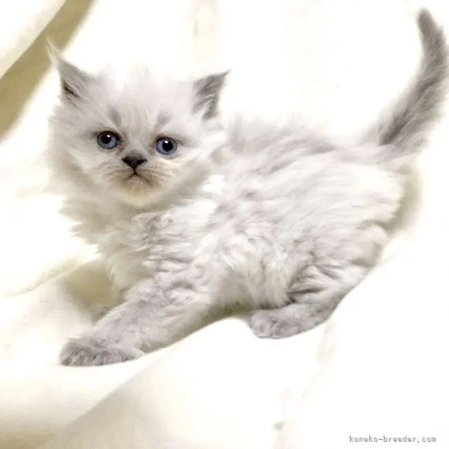 ID：2104-00999の子猫