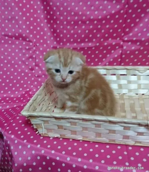 ID:1511-00114の子猫