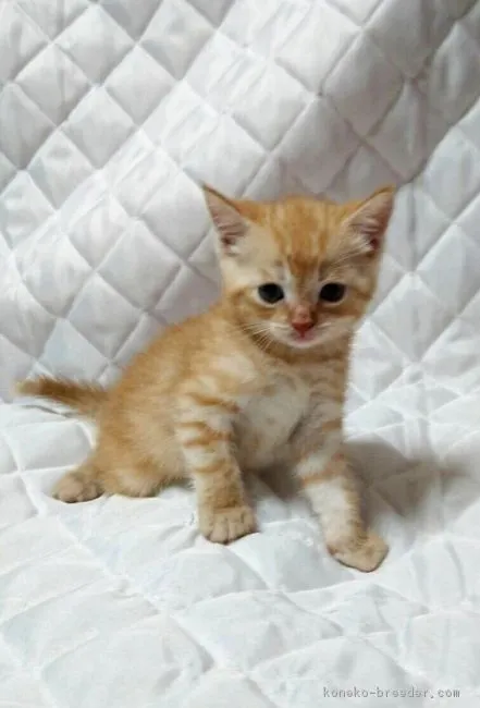 ID：1607-00079の子猫