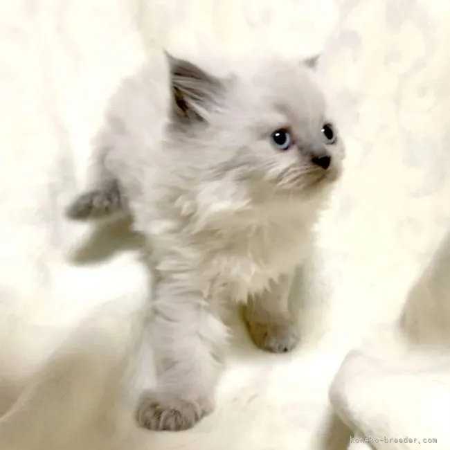 ID：2201-01633の子猫