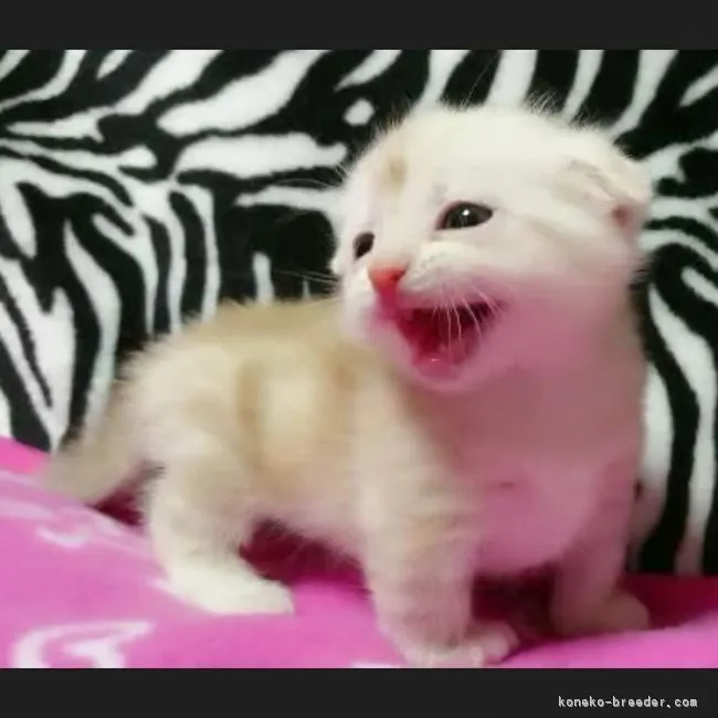 ID:1701-00263の子猫