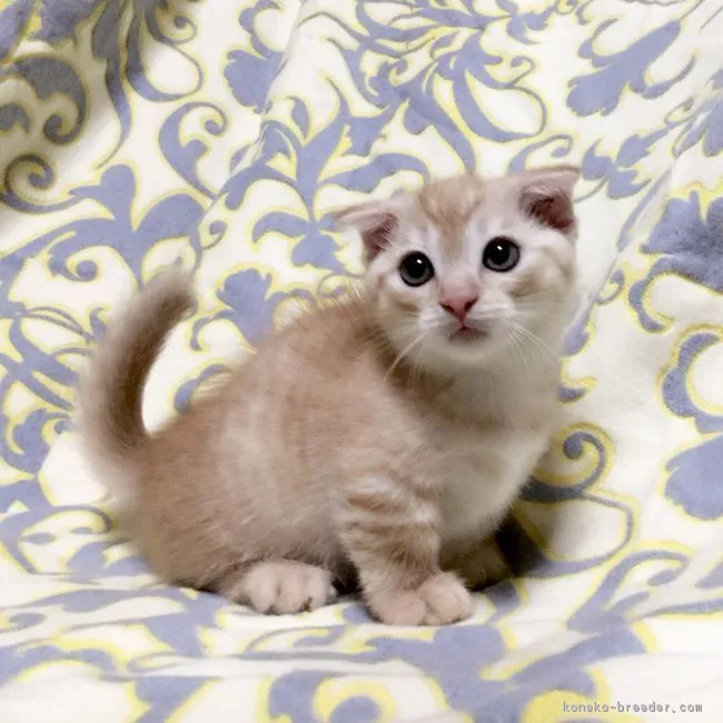 ID:1804-00347の子猫