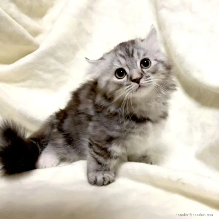 ID：2207-00487の子猫